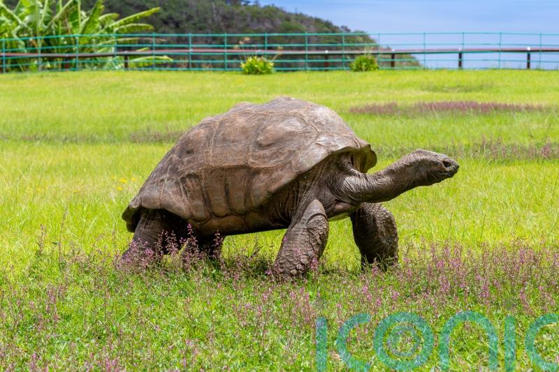 World’s oldest tortoise has seen off two world wars and the British Empire