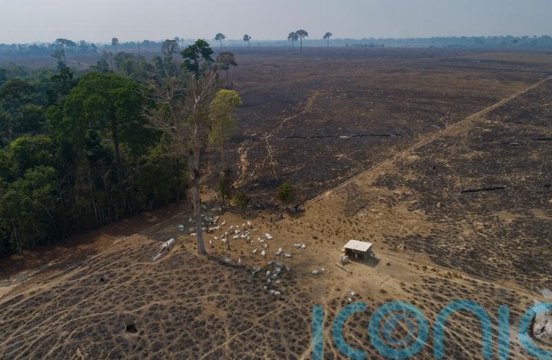 Amazon loses a tenth of its vegetation in four decades – report