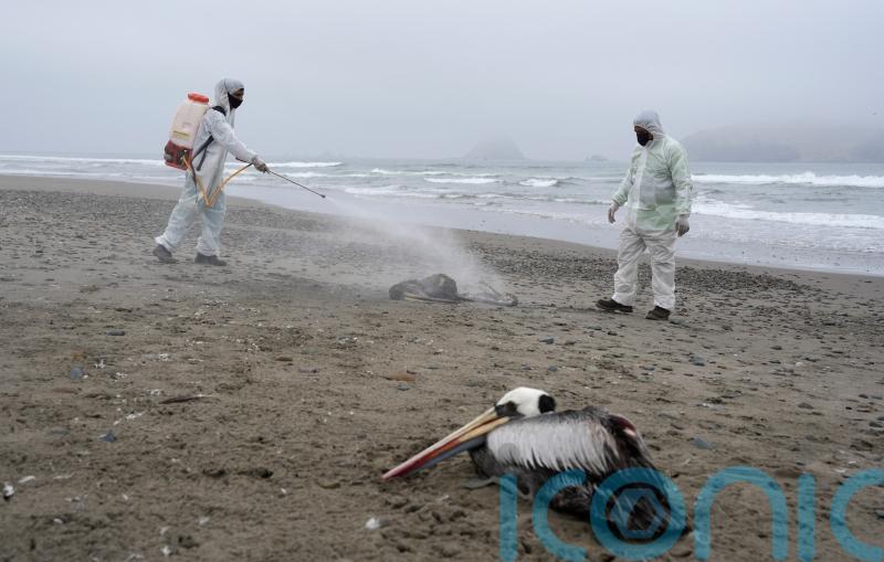 Pelicans dying as bird flu outbreak spreads to Venezuela