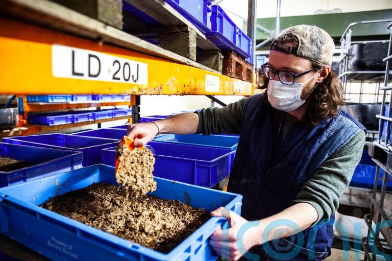 Researchers awarded grant to investigate use of edible insects in animal feed