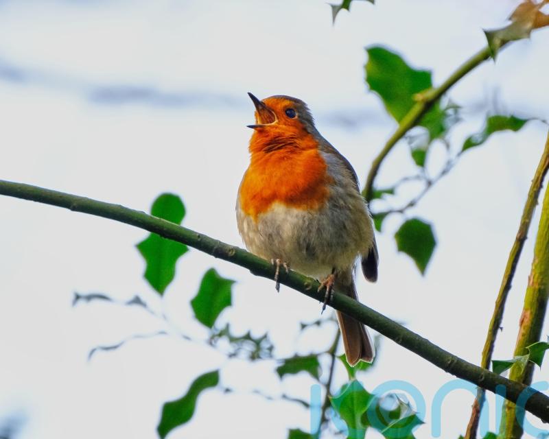 Rural robins ‘get more physically aggressive when exposed to traffic noise’