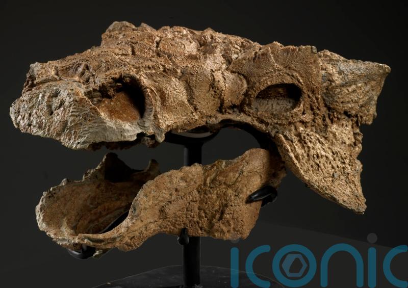 Ankylosaurs battled each other as much as they fought off T. rex