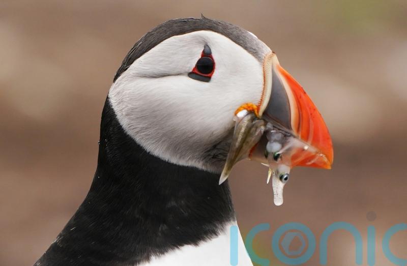 Climate change threatens almost 70% of puffins’ nesting sites, researchers warn