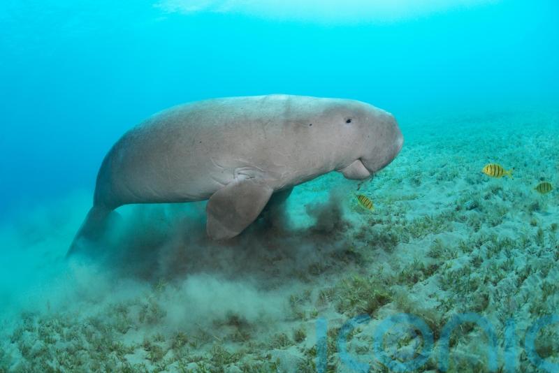 Perfect storm of human activity threatening marine life, conservationists warn