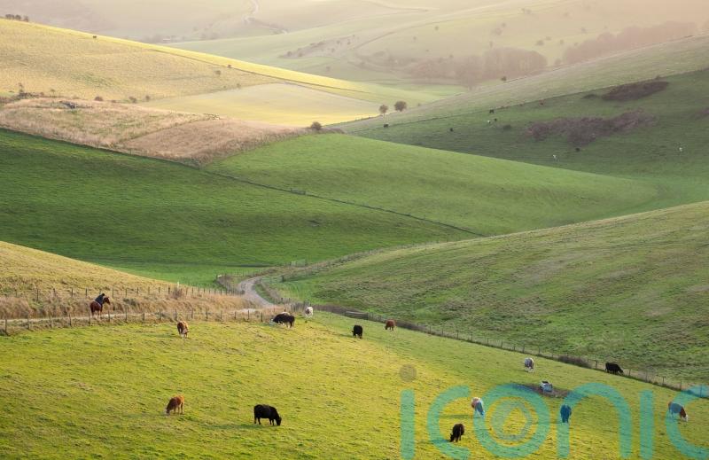 Potential new South Downs woodland ‘could spearhead UK climate change fight’