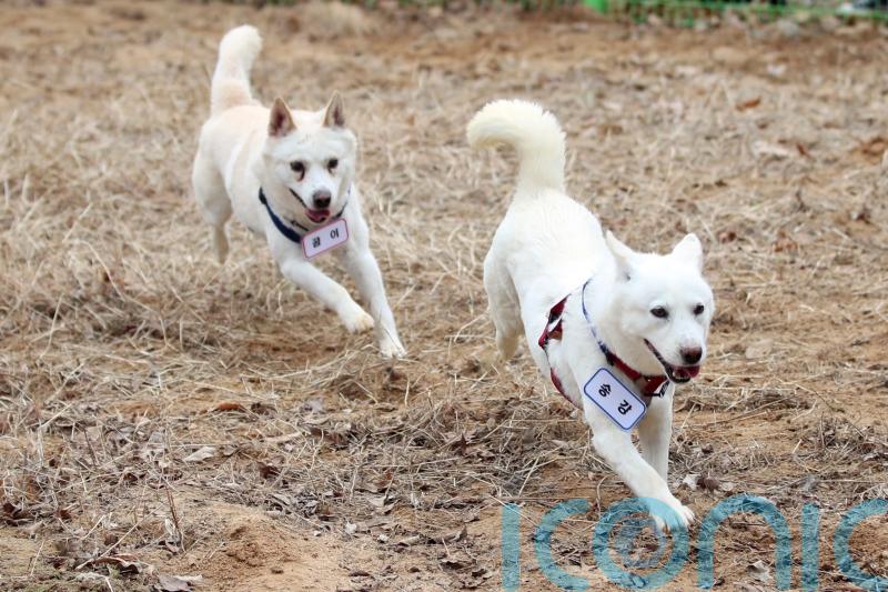 ‘Peace dogs’ given to South Korea by Kim Jong Un rehomed at zoo