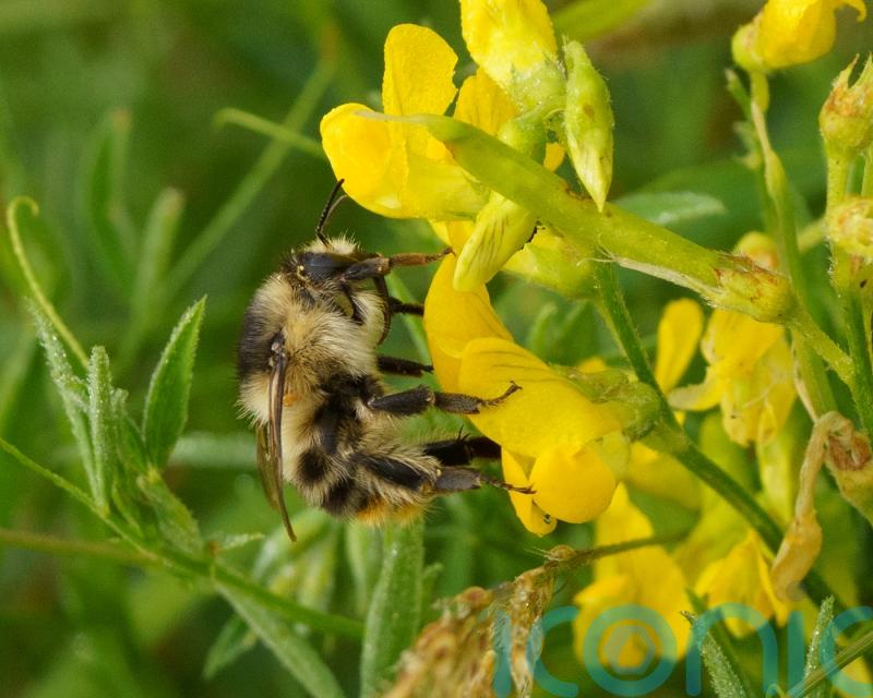One of UK’s rarest bumblebees boosted by nature restoration on former farmland