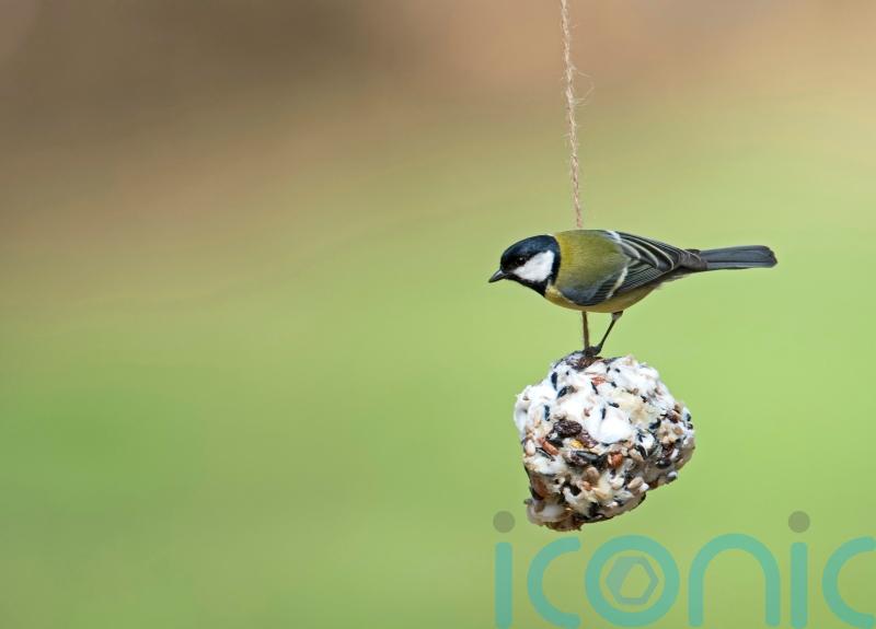 What festive food scraps can you give to birds?
