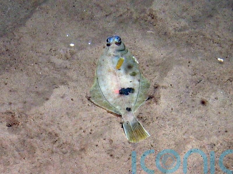Huge reduction in damaging fishing in Dogger Bank following ban