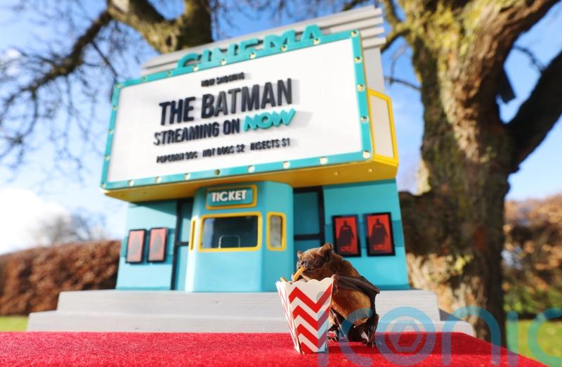 Superstar rescue bat takes to silver screen with Dr Dolittle owner and Ben Fogle to save endangered bats