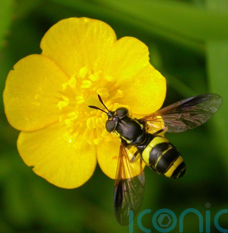 Bug splat survey shows ‘potentially catastrophic declines’ in insect numbers