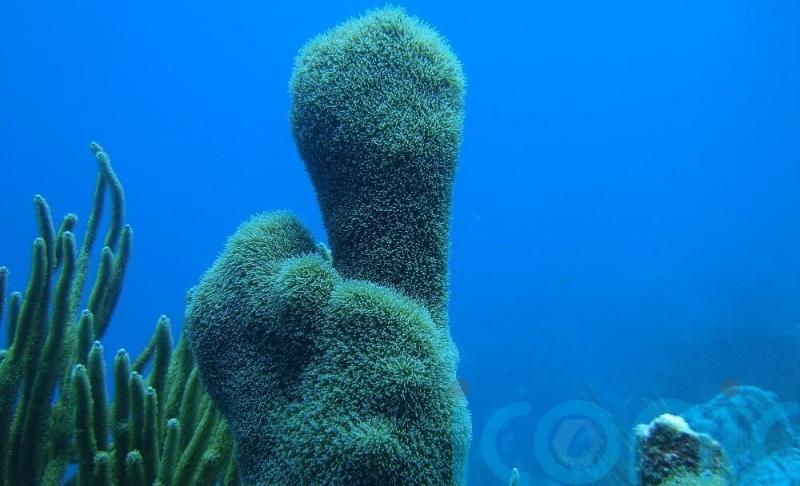 Pillar coral ‘critically endangered’ following 80% drop in population