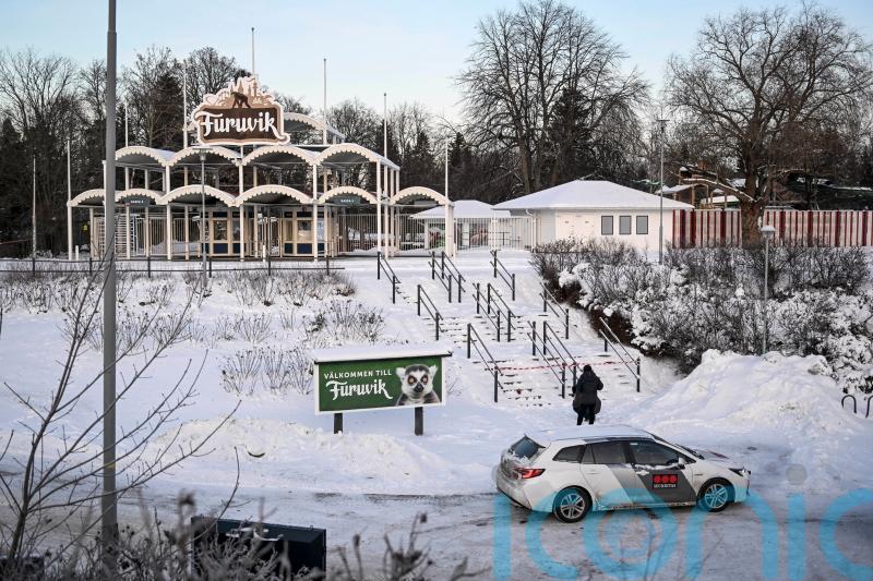 Escaped chimpanzees recaptured in Sweden as four shot dead