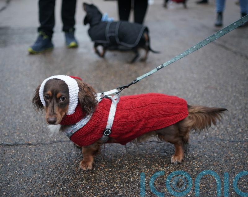 In Pictures: Sausage dogs show off festive finery during winter walk