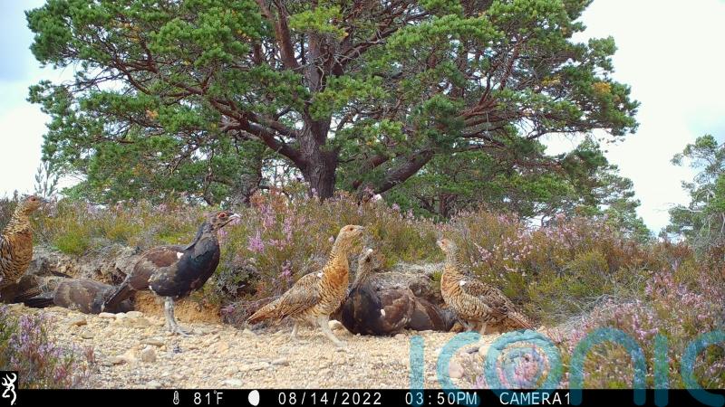 Hidden cameras used to monitor capercaillie populations