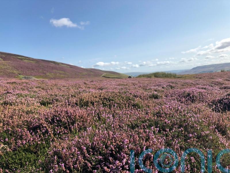 Investigation into protected peat burning ‘leads to just one formal warning’