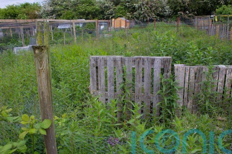 Allotment beginners – what to do if your new plot looks like a shambles
