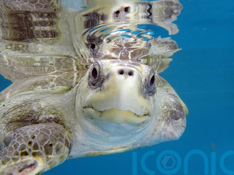Rescued turtle who would not have survived in the wild arrives at new UK home