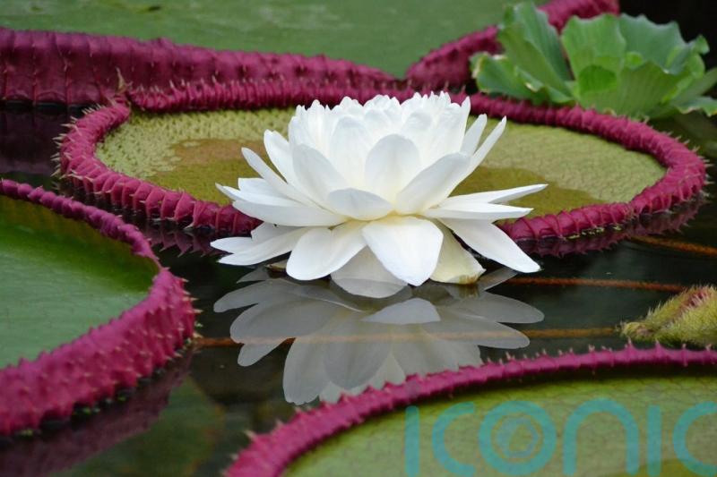 Top 10 plant and fungal species named new to science in 2022