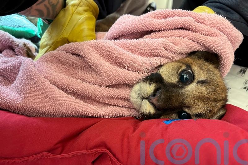 Poorly mountain lion rescued by vets in California and named after Christmas