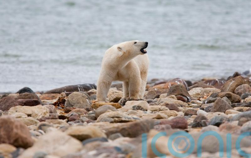 Canadian polar bears dying in high numbers, study finds