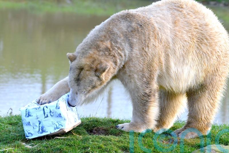 Christmas Day keeps park rangers busy with festive presents for zoo animals