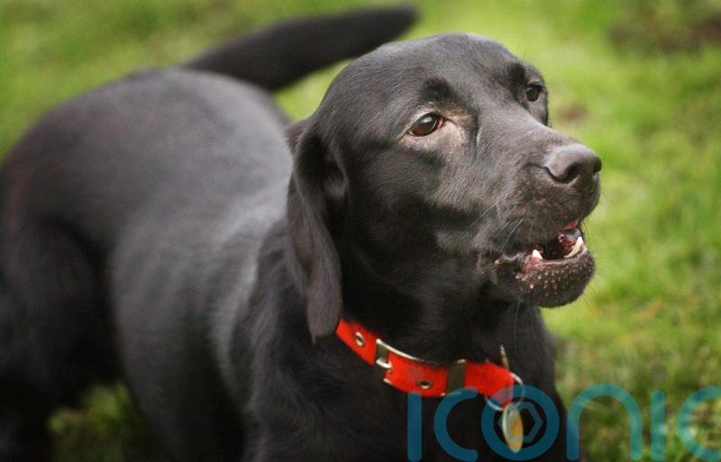 Cost-of-living crisis has increased demand for pet food banks, says charity