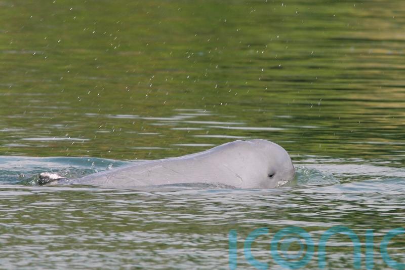 Deaths of three endangered dolphins in Cambodia spark alarm