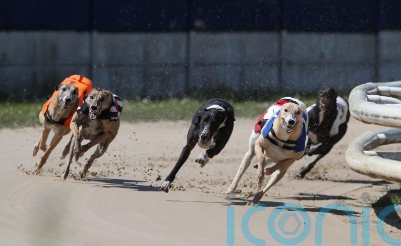 Scottish Greens call for ‘barbaric’ greyhound racing to be banned in 2023
