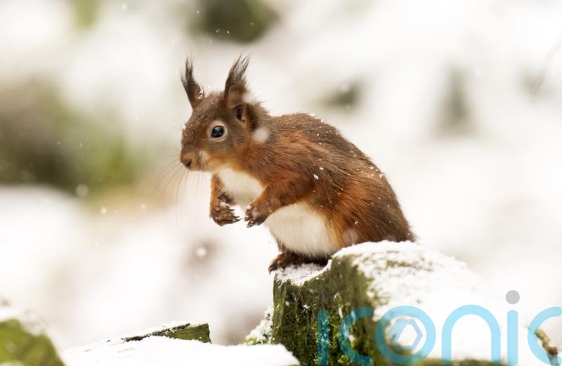 Red squirrel protection methods could be more effective – research