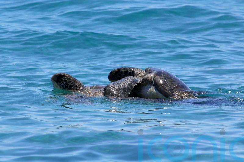 Turtle population thriving in Cyprus thanks to MoD and civilian volunteers