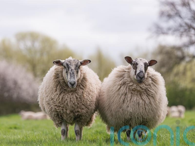 How effective is wool in the garden?