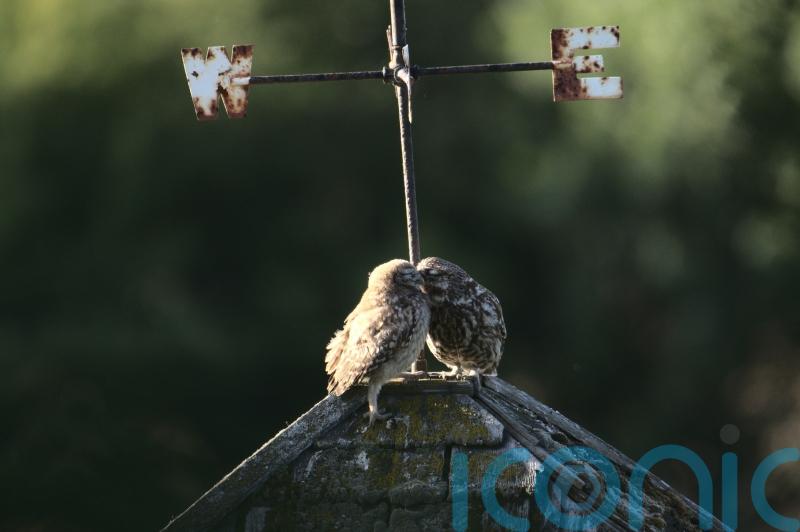 ‘Heart-warming’ photograph of little owls wins South Downs photography prize