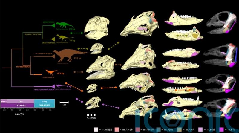 Plant-eating dinosaurs had varied eating styles, skull analysis suggests