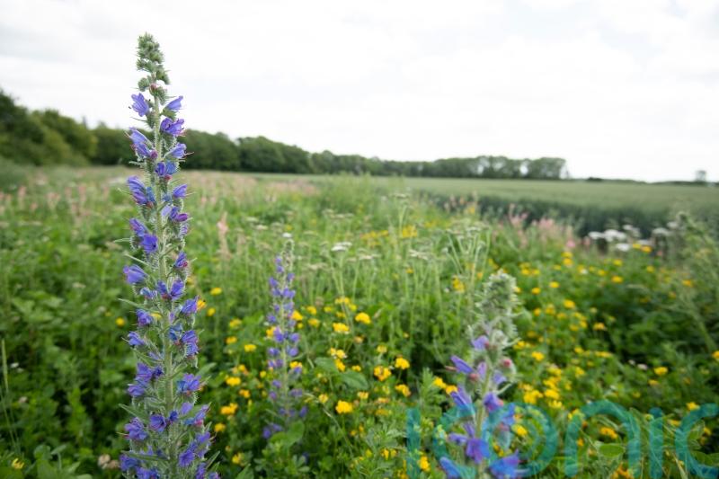 Bird populations boosted when 10% of farmland devoted to nature measures – study