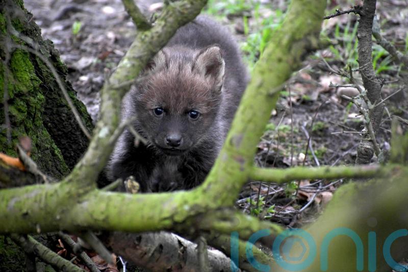 Maned Wolves bring excitement to Yorkshire wildlife park