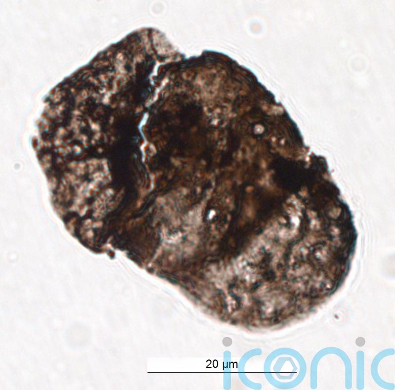 ‘Sunscreen’ in ancient pollen ‘points to mass extinction caused by UV radiation’