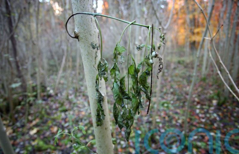 Government sets out new five-year plant biosecurity strategy