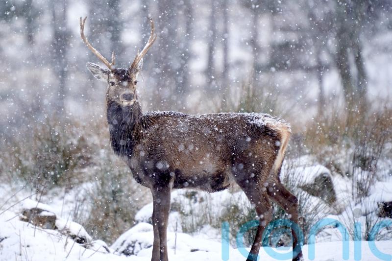 Nature group and Highland community clash over deer cull