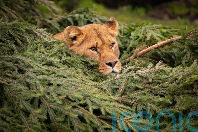 Knowsley Safari upcycles old Christmas trees by giving them to their animals