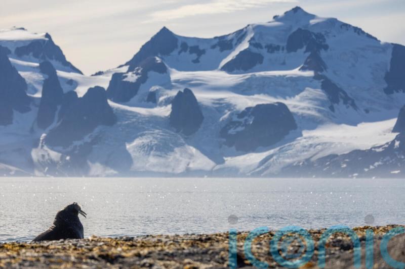 Walrus detectives: public asked to count Arctic mammals in satellite images