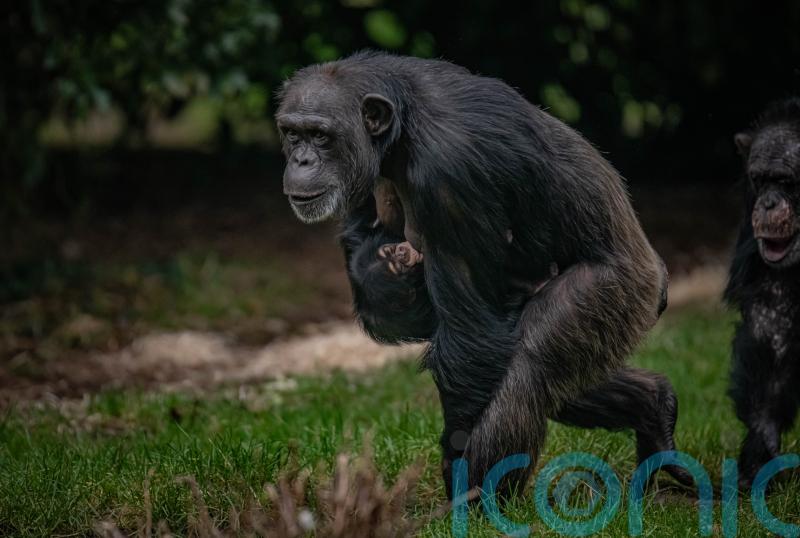 Boost for conservation as critically endangered chimpanzee born at Chester Zoo