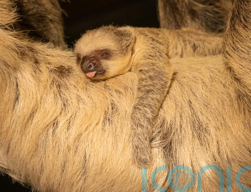 Birth of baby sloth on New Year’s Day thrills London Zoo staff