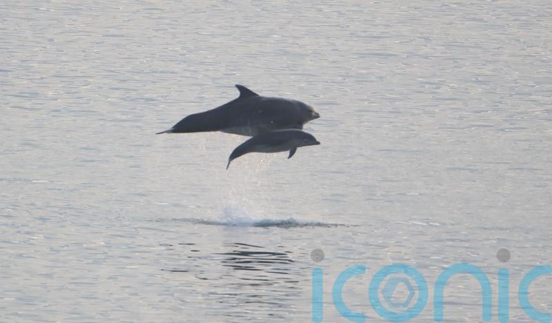 Dolphins ‘shout’ over loud underwater noise to work together – study