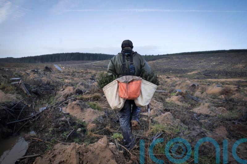 Forestry workers in race to plant 3.5m trees before spring