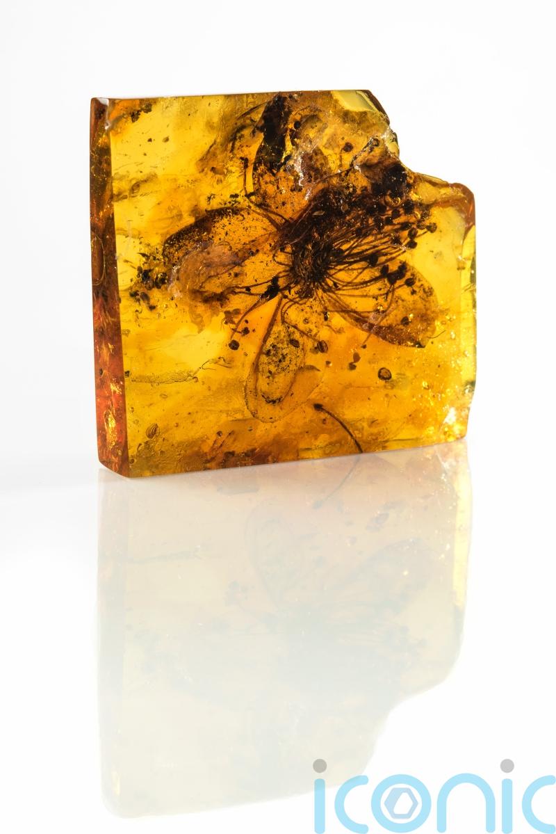 Flower trapped in amber for 34 million years is ‘extraordinary and beautiful’