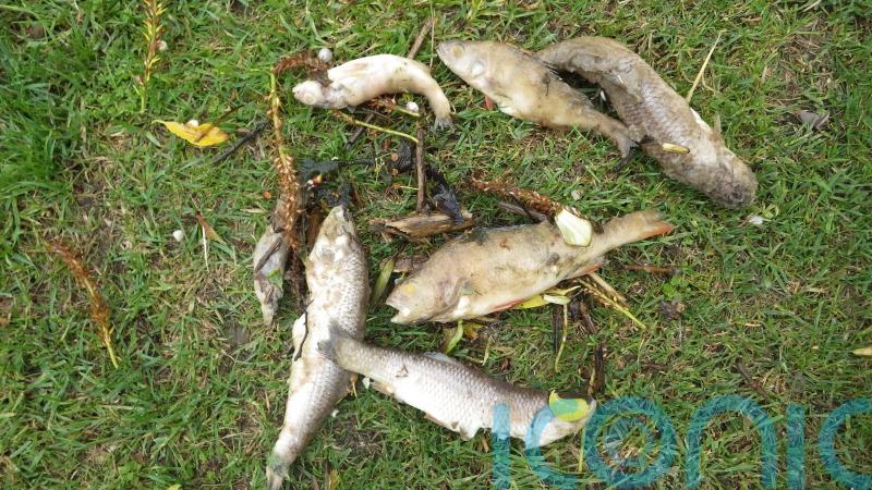 Anglian Water fined more than £500,000 after raw sewage kills 5,000 fish