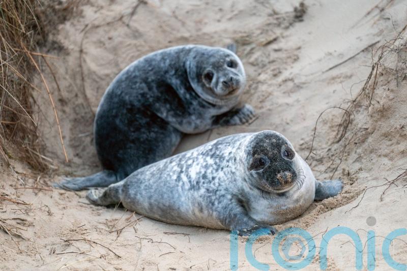 Record number of seal pups counted on Norfolk beaches