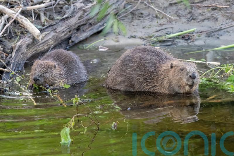 Beavers set to return to Hampshire after 400 years in nature restoration scheme