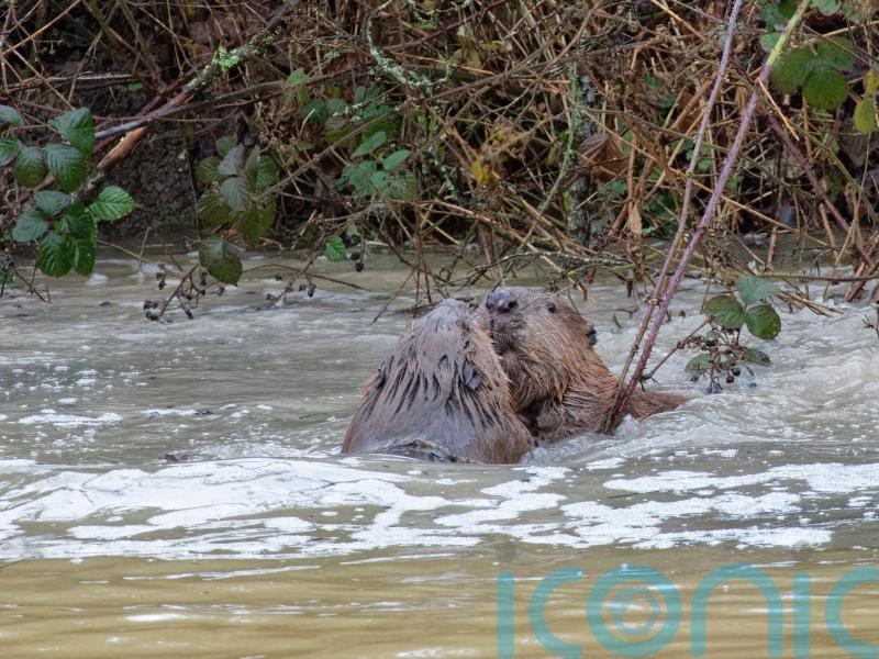 Chompy and Hazel take to the water as beavers return to Hampshire